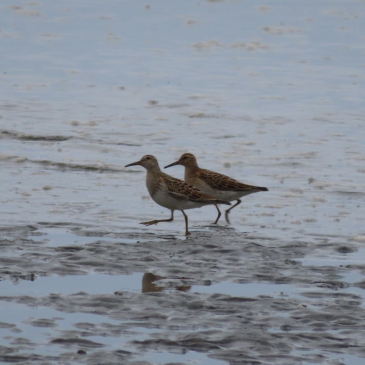 Pectoral Sandpiper - Laura Burke