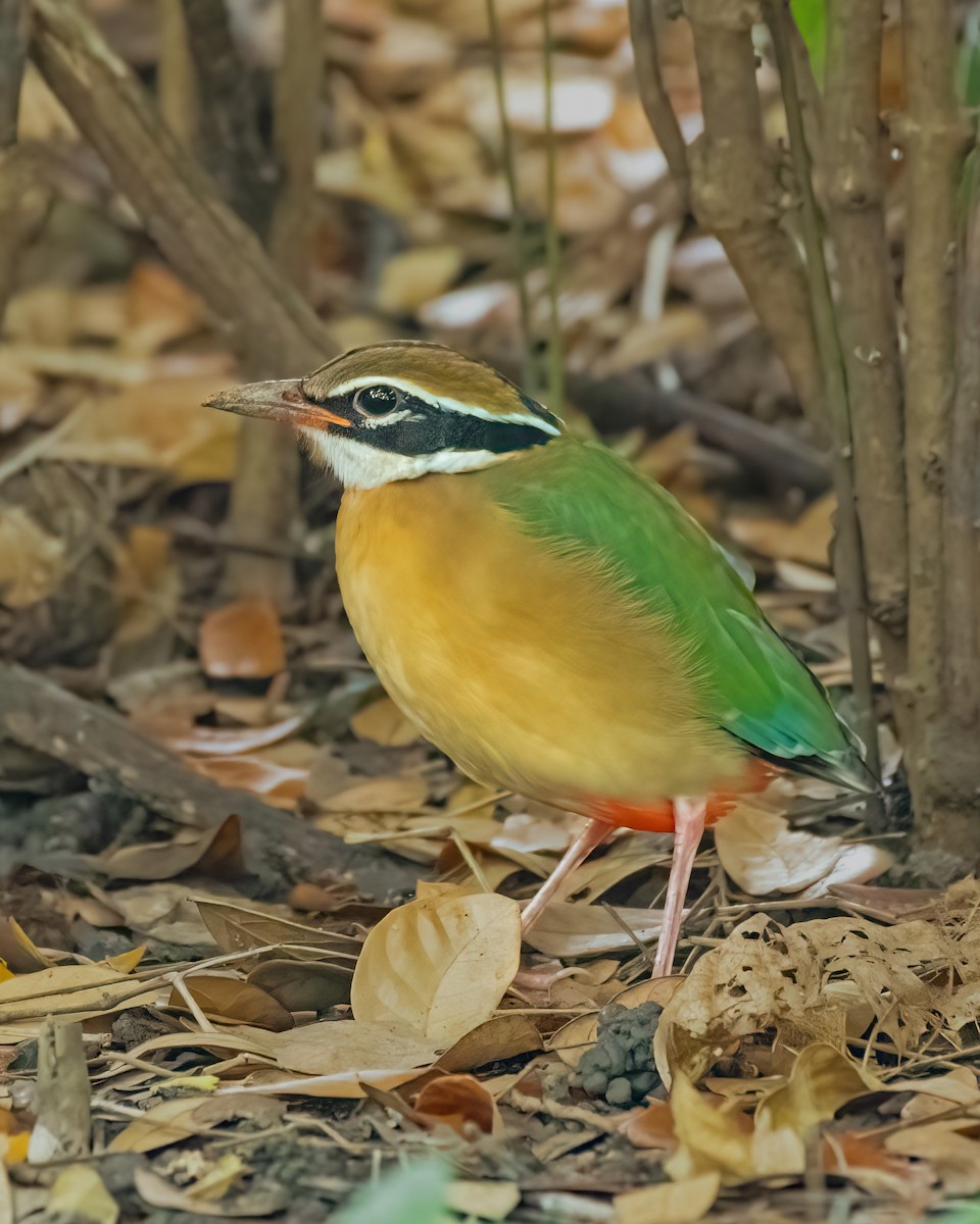 Indian Pitta - ML488277341