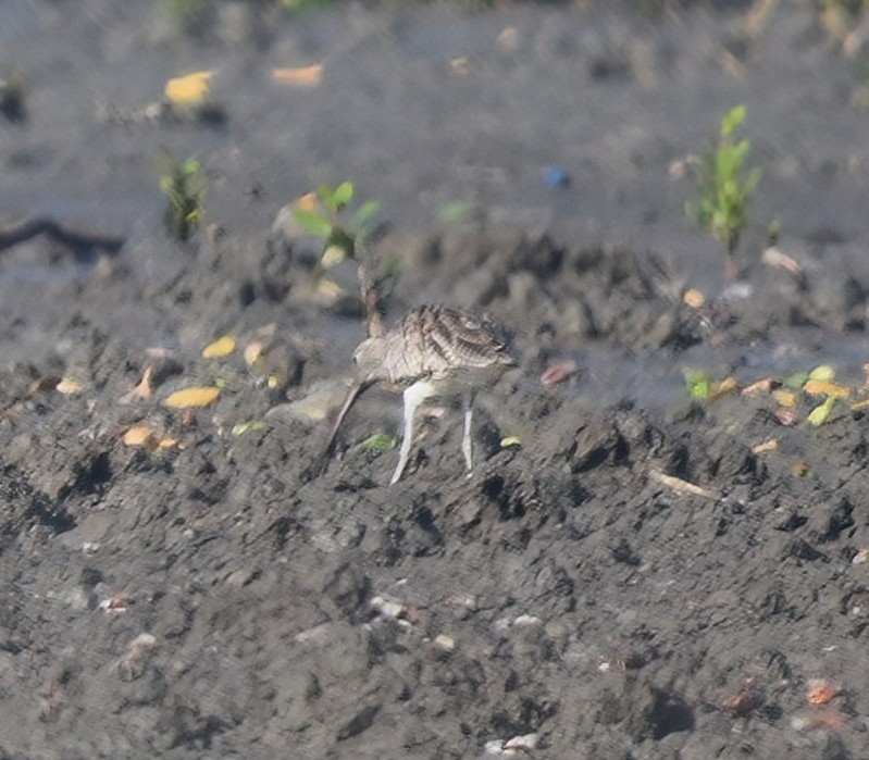 Far Eastern Curlew - ML488277541