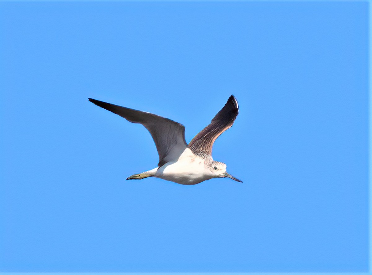 Common Greenshank - José Teixeira