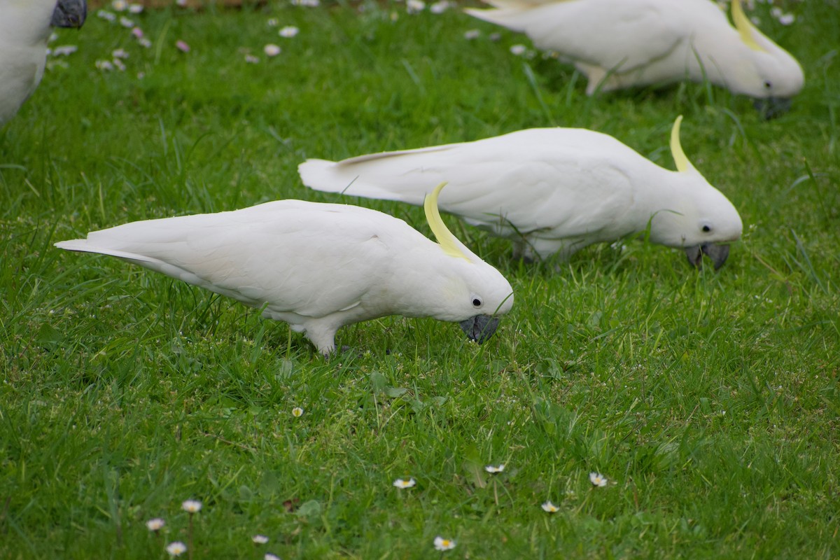 Sulphur-crested Cockatoo - ML488277681