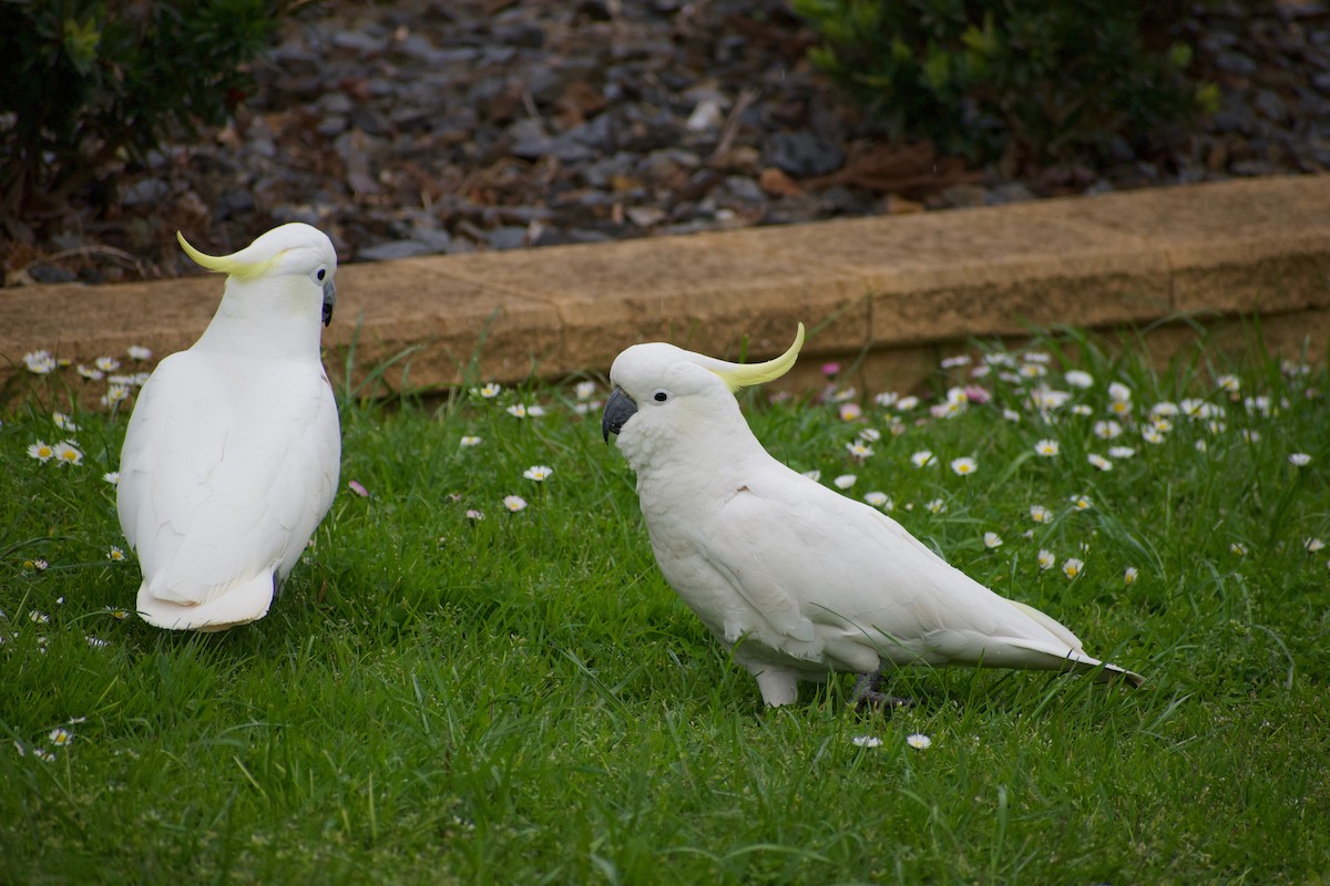 Sulphur-crested Cockatoo - ML488277691