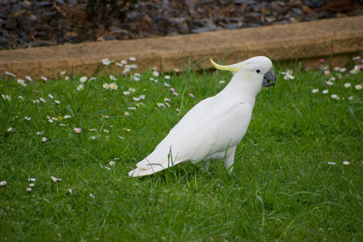 Sulphur-crested Cockatoo - ML488277701