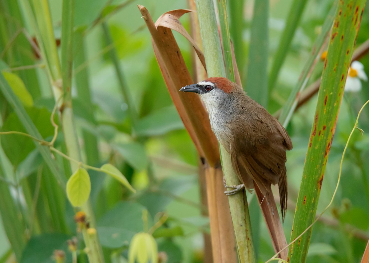 Chestnut-capped Babbler - ML488277721