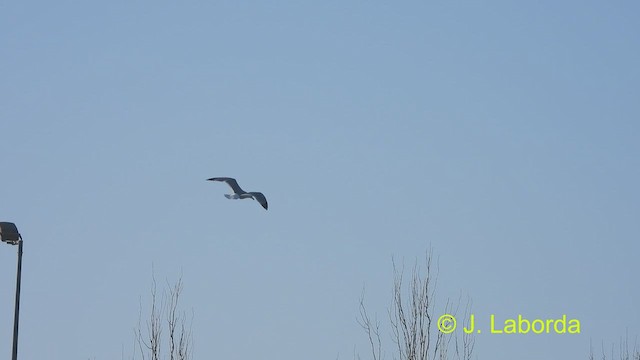 Yellow-legged Gull - ML488278071