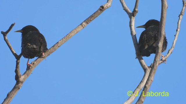 Spotless Starling - ML488278261