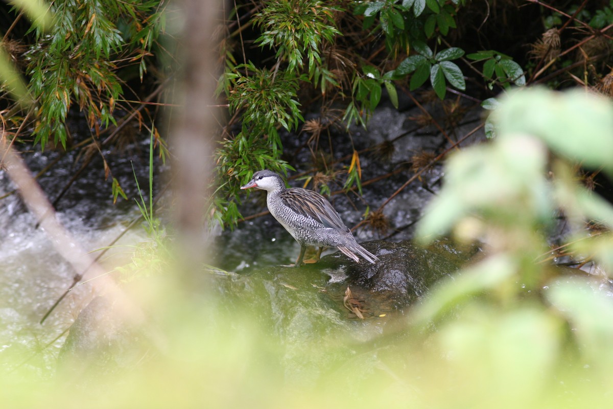 kachna bystřinná - ML48827881