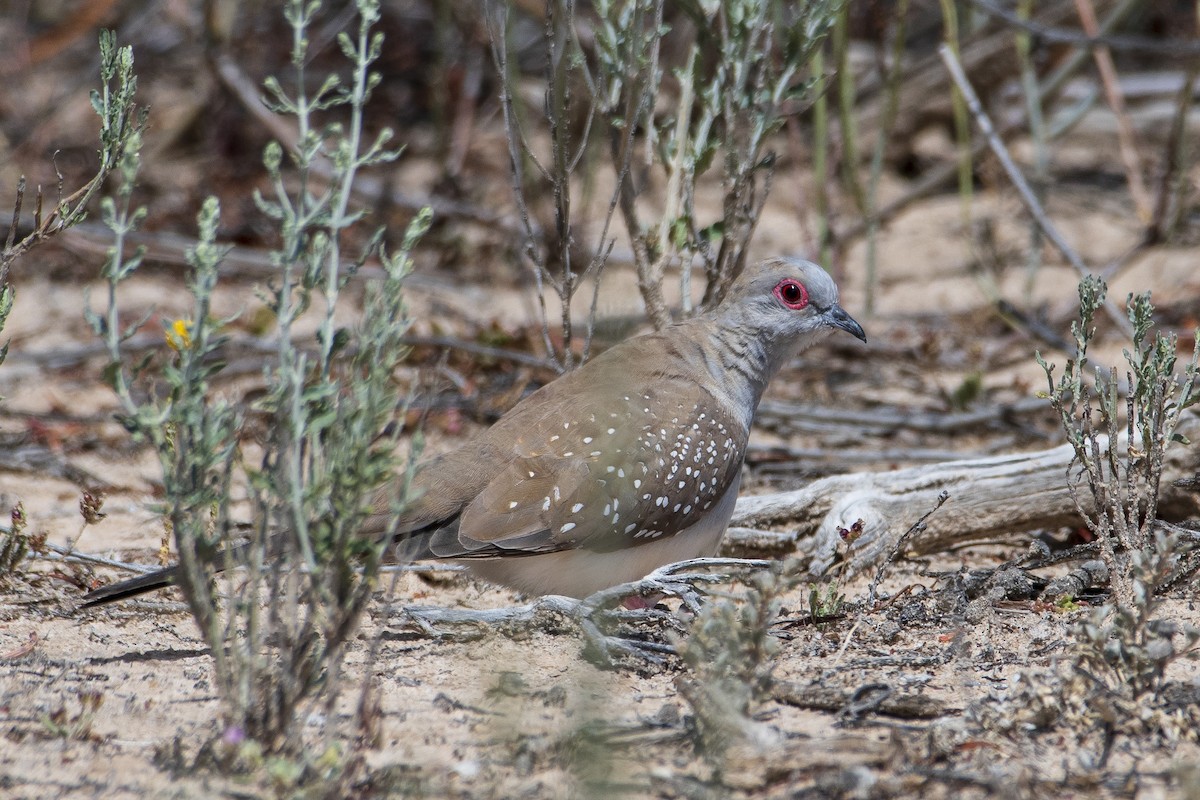 Diamond Dove - ML488279441