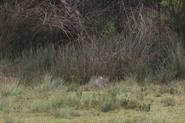 Latham's Snipe - ML488279541