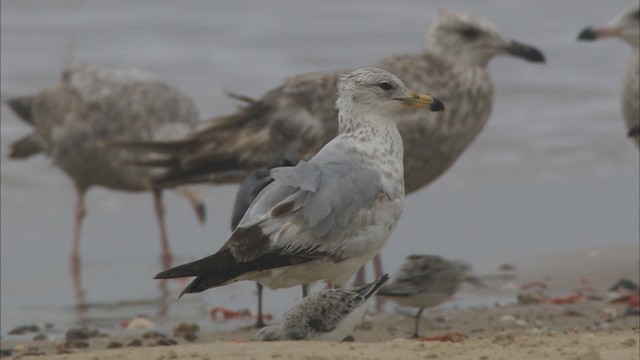 Ring-billed Gull - ML488281