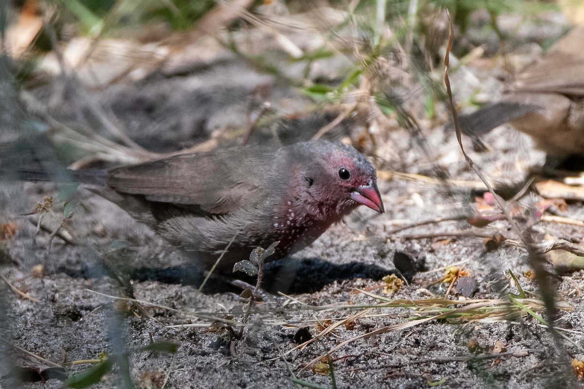 Brown Firefinch - Adam Cunningham