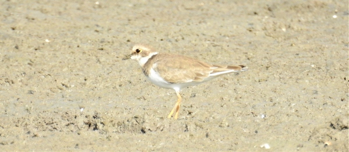 Little Ringed Plover - ML488282651