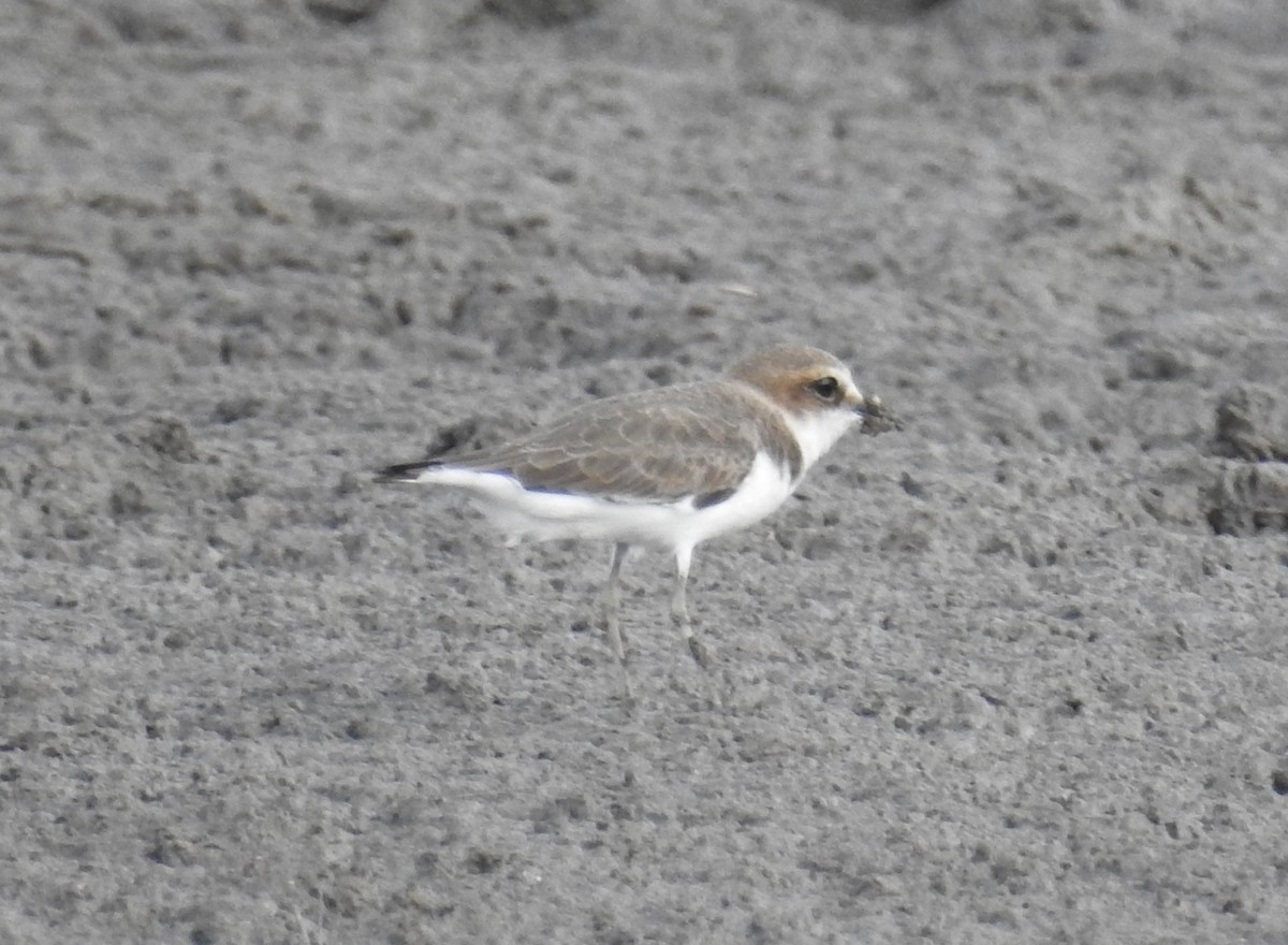 Javan Plover - Colin Trainor