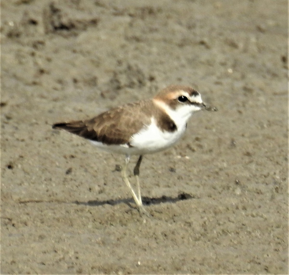 Javan Plover - ML488282861