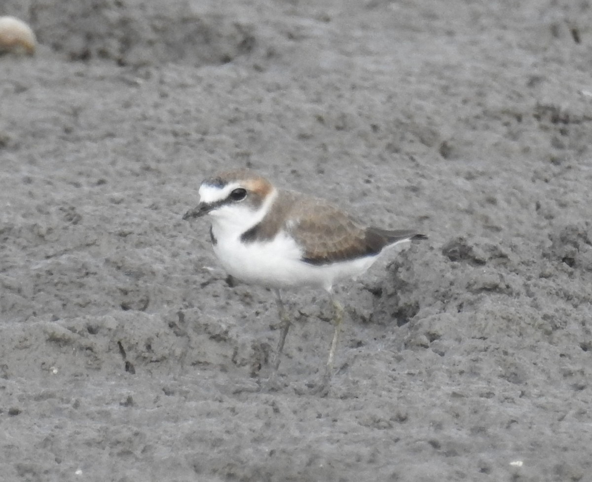 Javan Plover - Colin Trainor