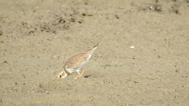 Little Ringed Plover - ML488282991