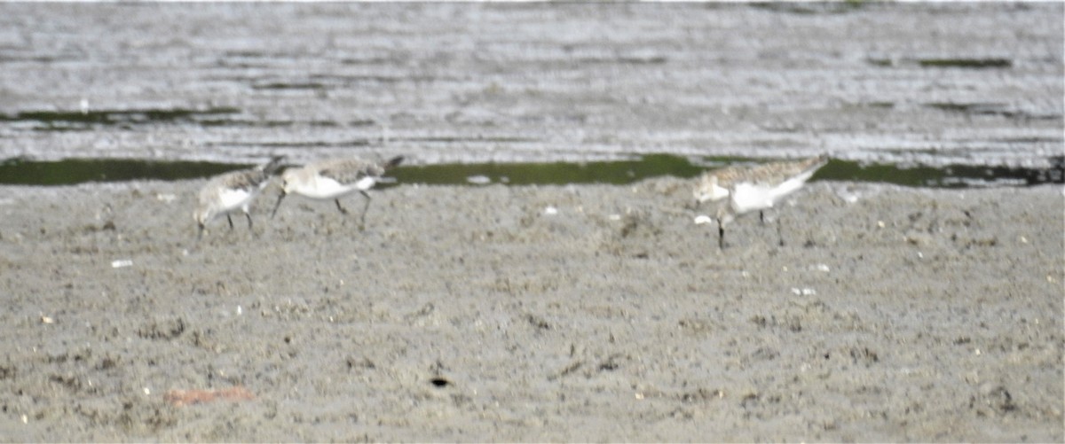 Curlew Sandpiper - Colin Trainor