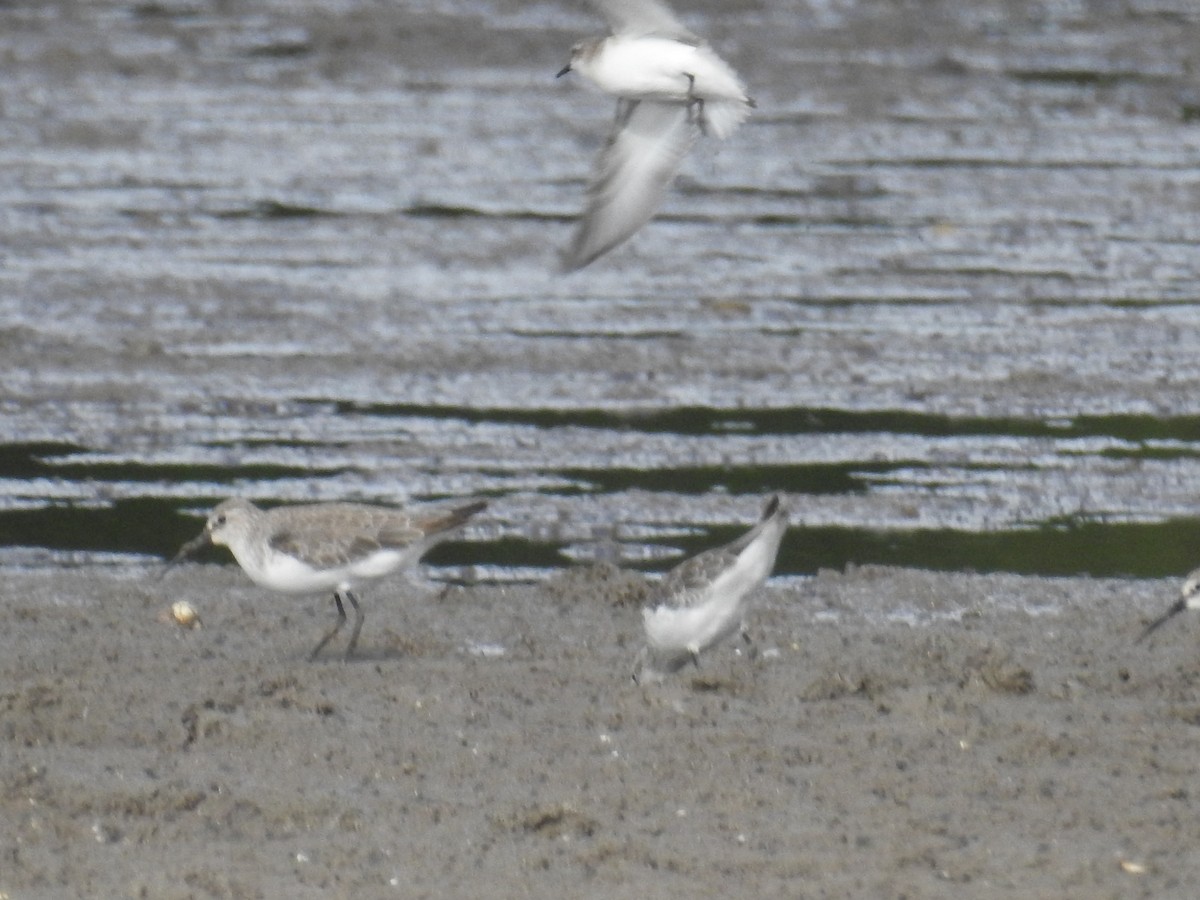 Curlew Sandpiper - Colin Trainor