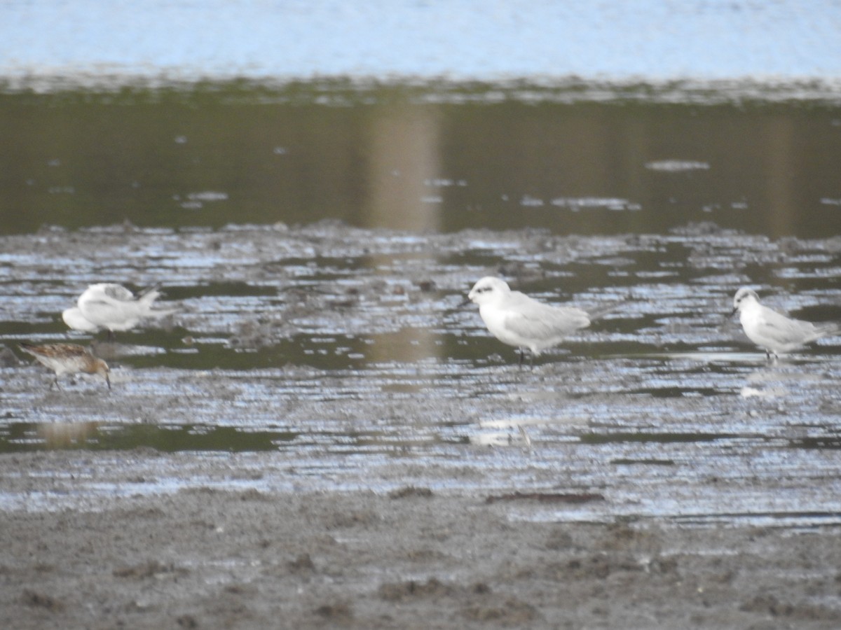 Gull-billed Tern - Colin Trainor