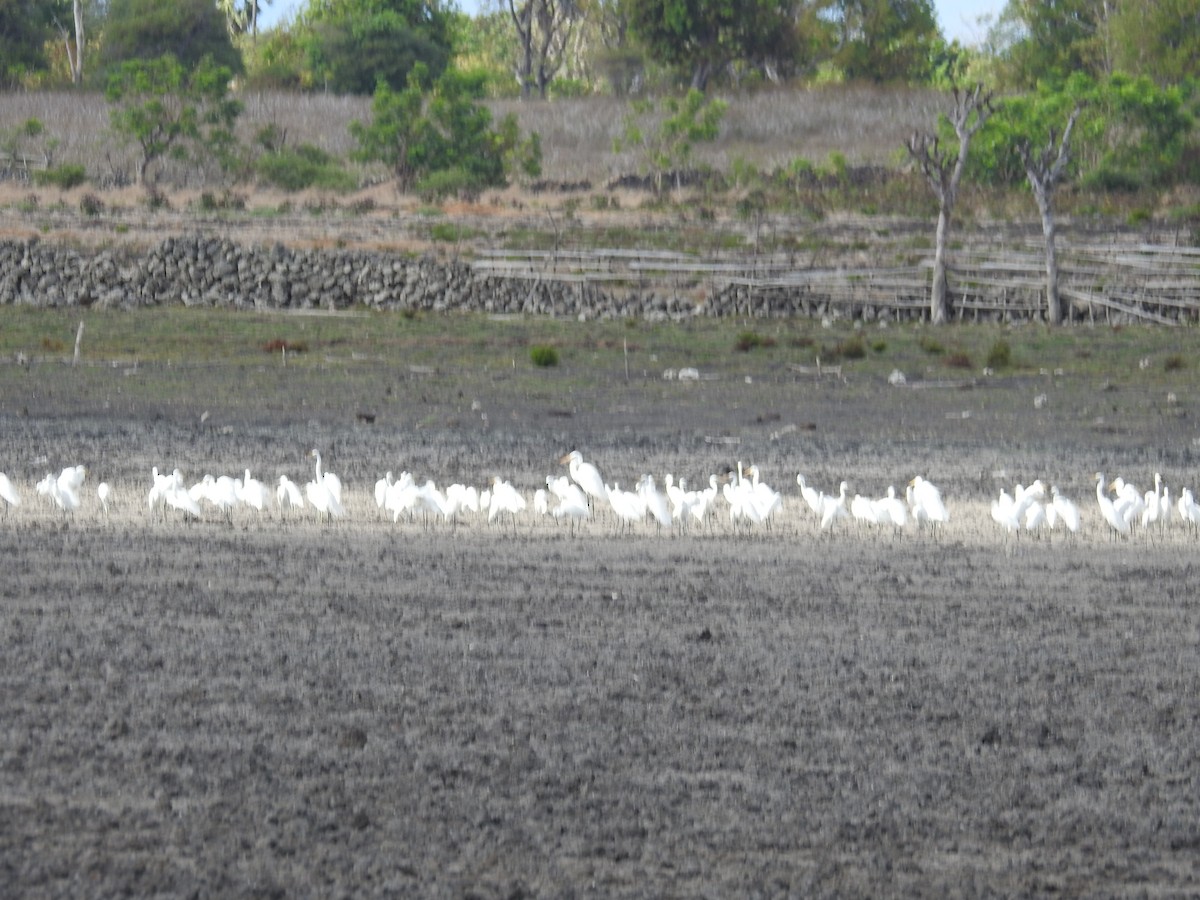 Little Egret - Colin Trainor