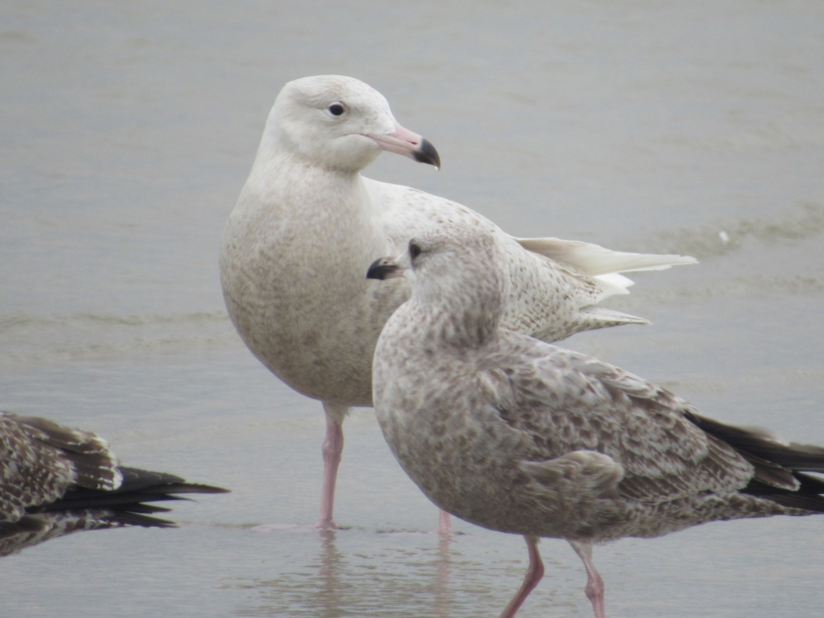 Glaucous Gull - David LaGrange