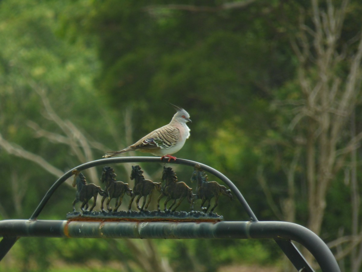 Crested Pigeon - Isaiah Hinze