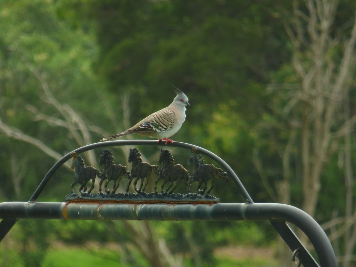 Crested Pigeon - ML488285121