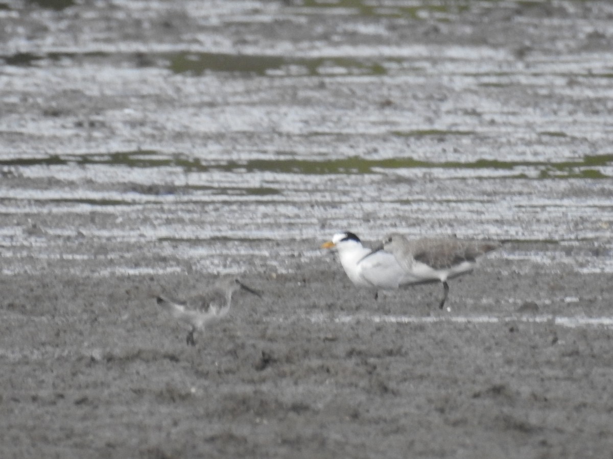 Little Tern - Colin Trainor