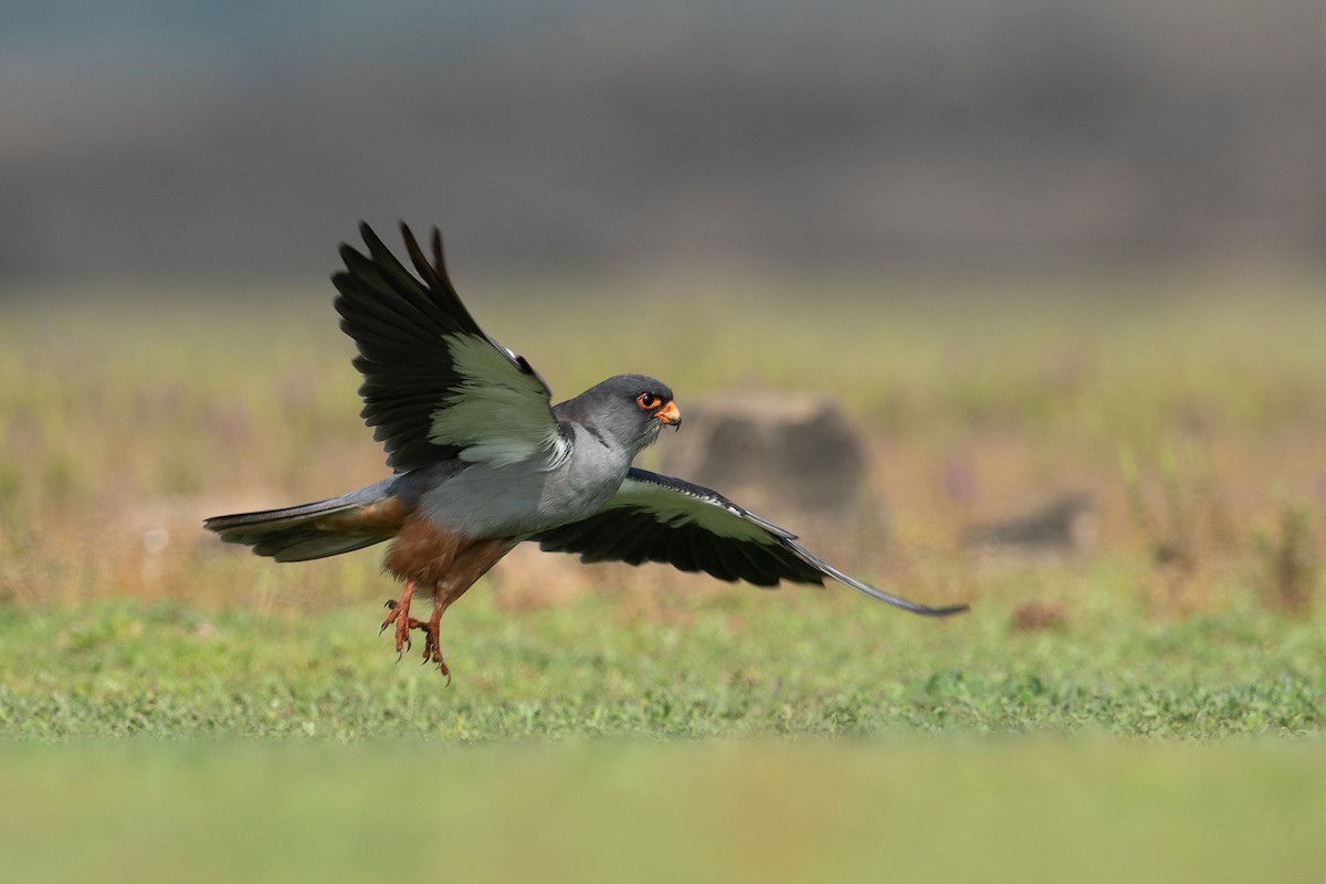 Amur Falcon - Aseem Kothiala