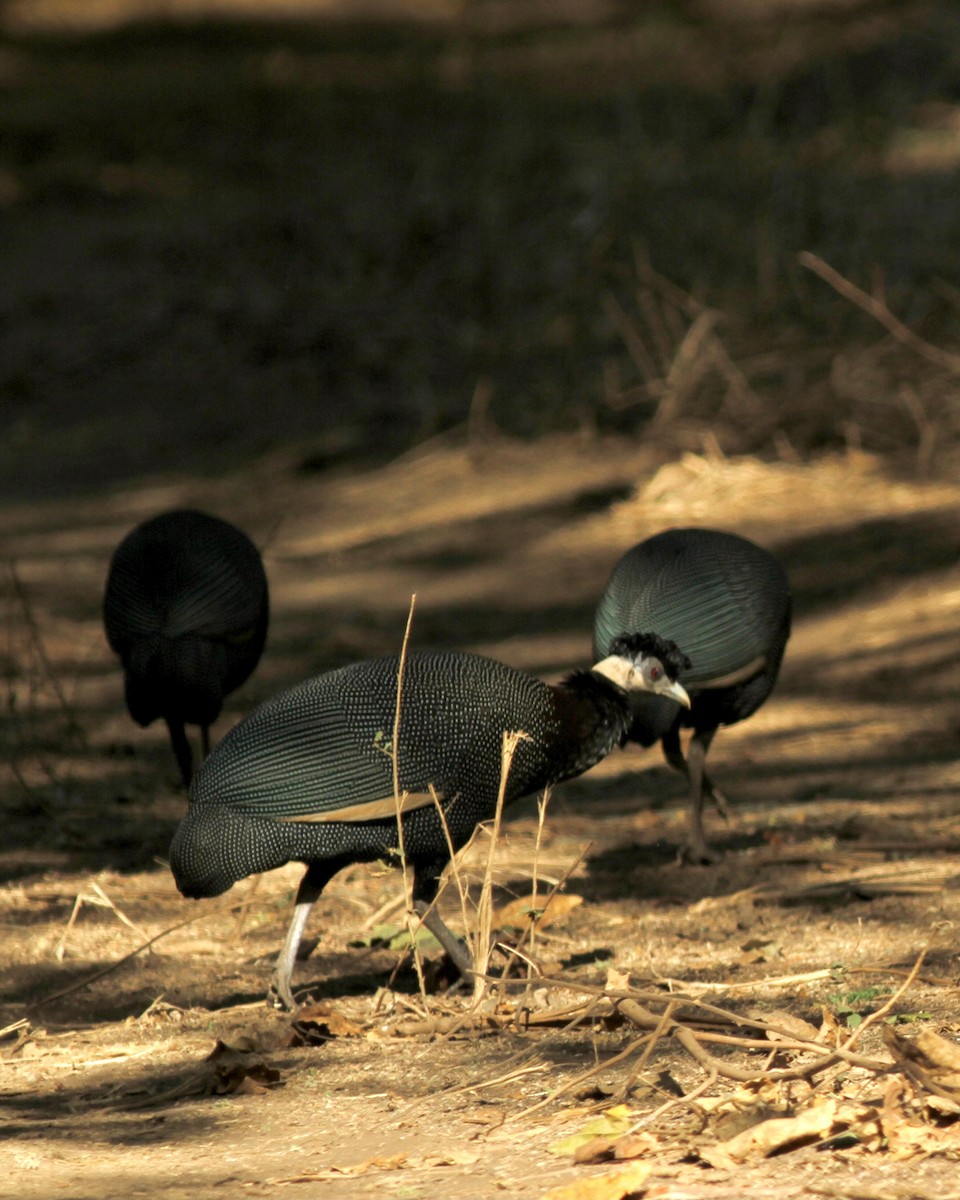 Southern Crested Guineafowl - Sam Shaw