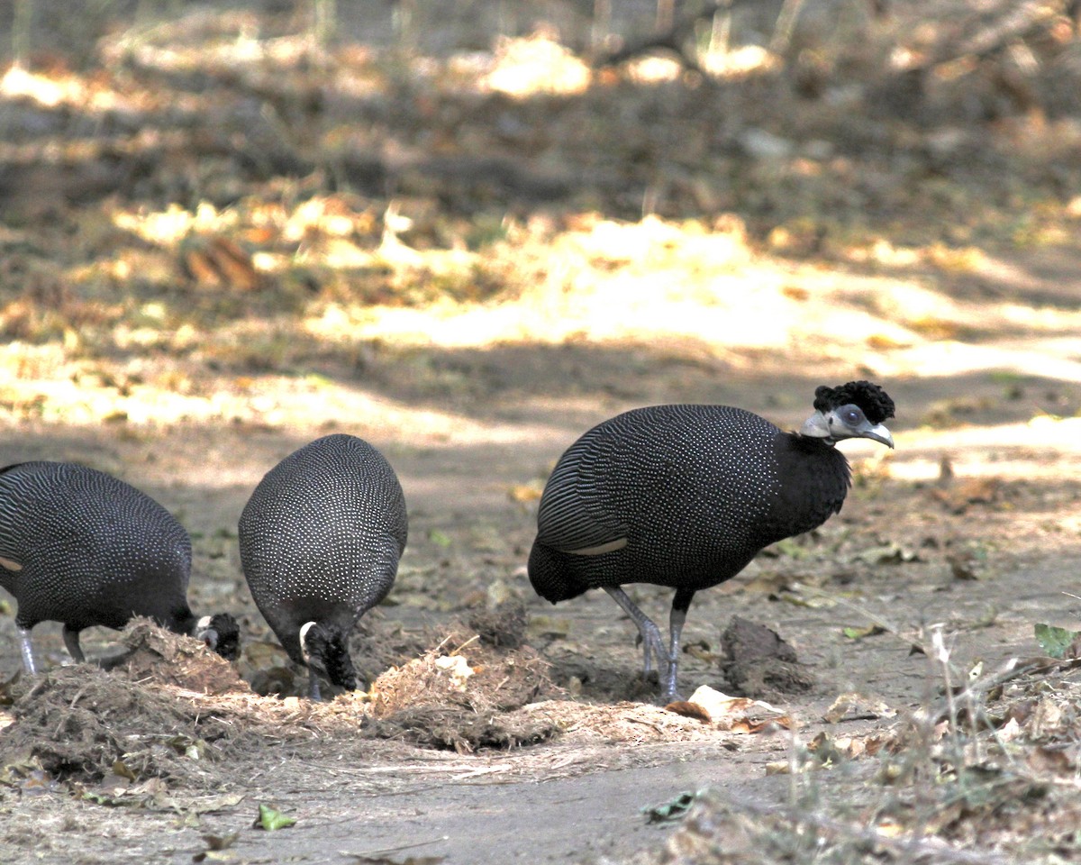 Southern Crested Guineafowl - Sam Shaw