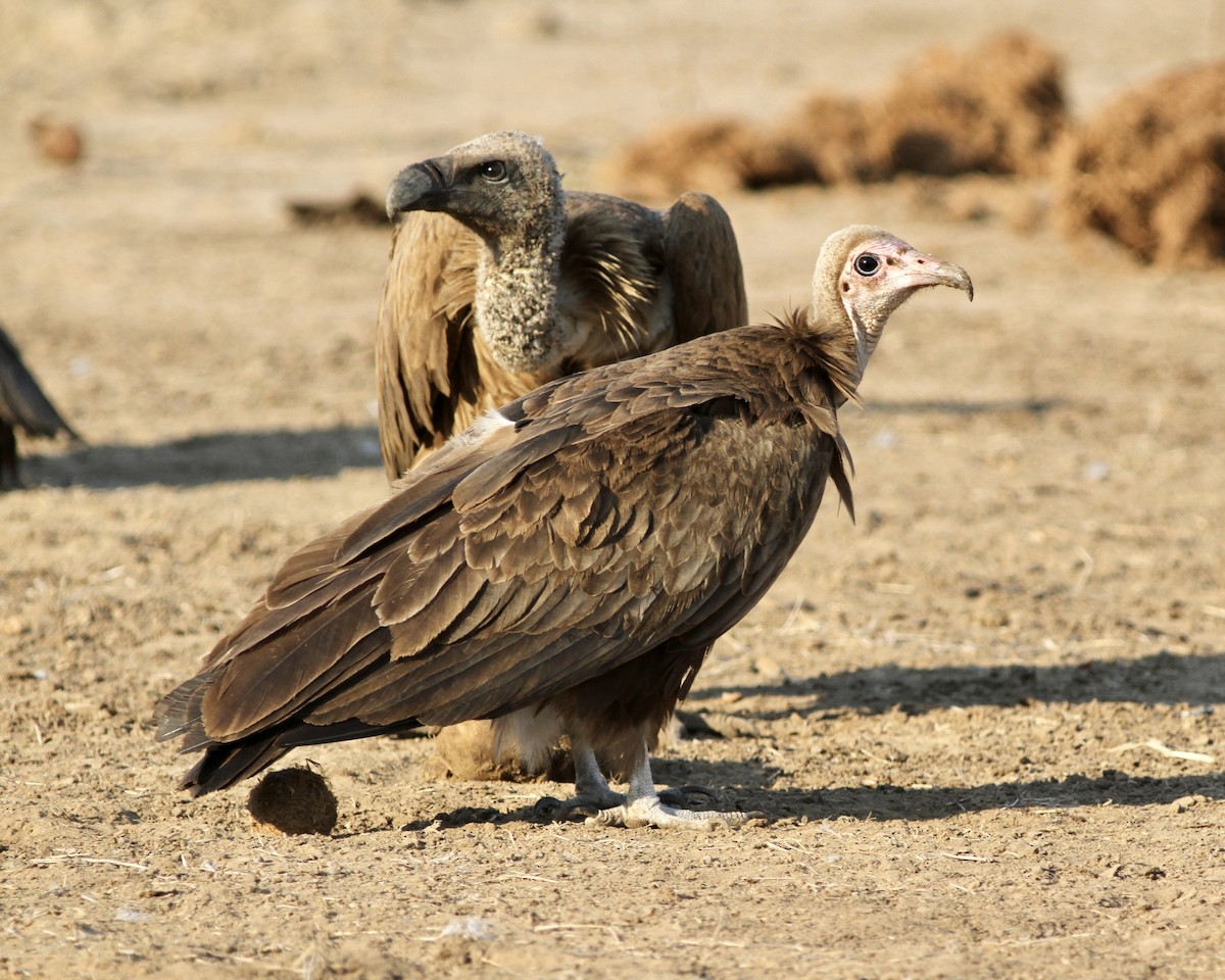 Hooded Vulture - Sam Shaw