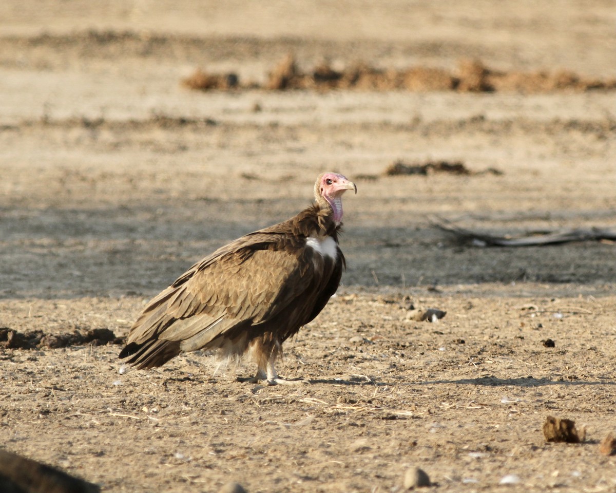 Hooded Vulture - ML488288191