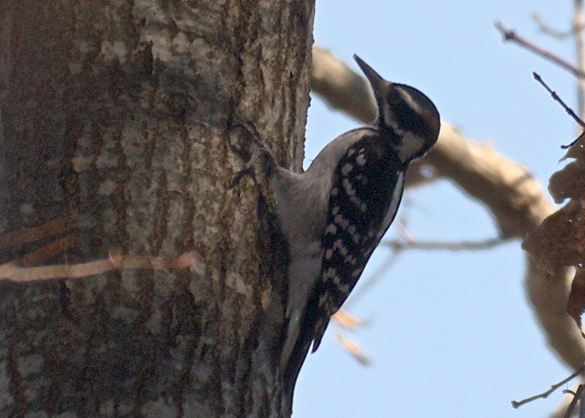 Hairy Woodpecker - ML48829001