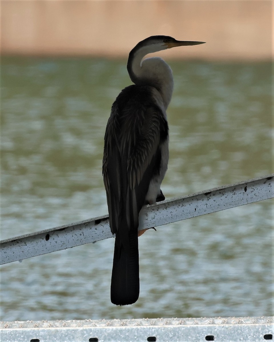 anhinga australská - ML488290241