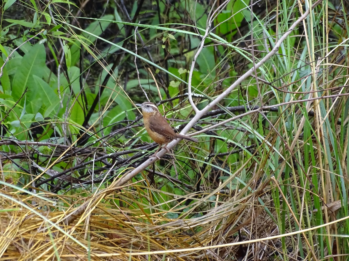 Carolina Wren - ML48829071