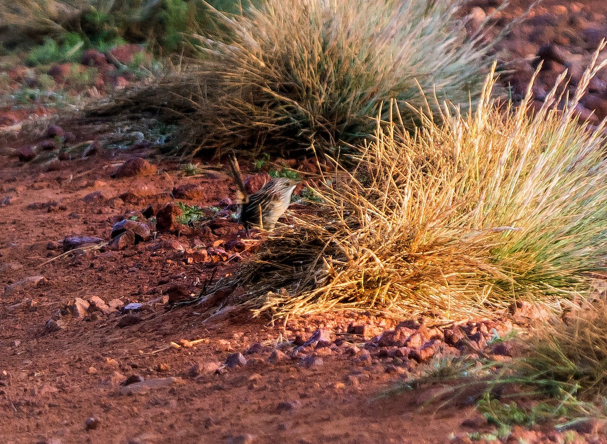 Short-tailed Grasswren - ML488290781