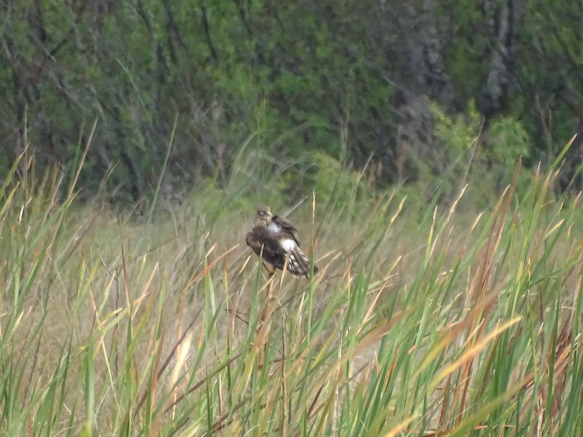 Northern Harrier - Ryan Hardy