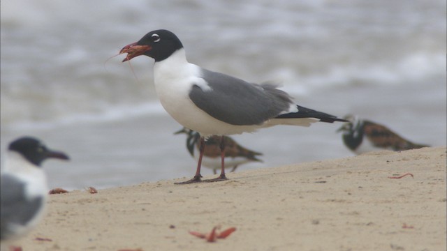 Laughing Gull - ML488291