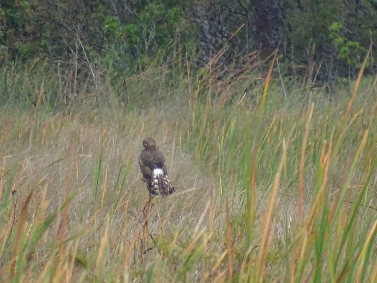 Northern Harrier - ML48829141