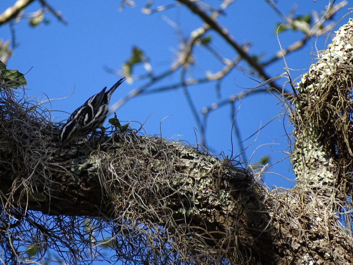 Black-and-white Warbler - ML48829201