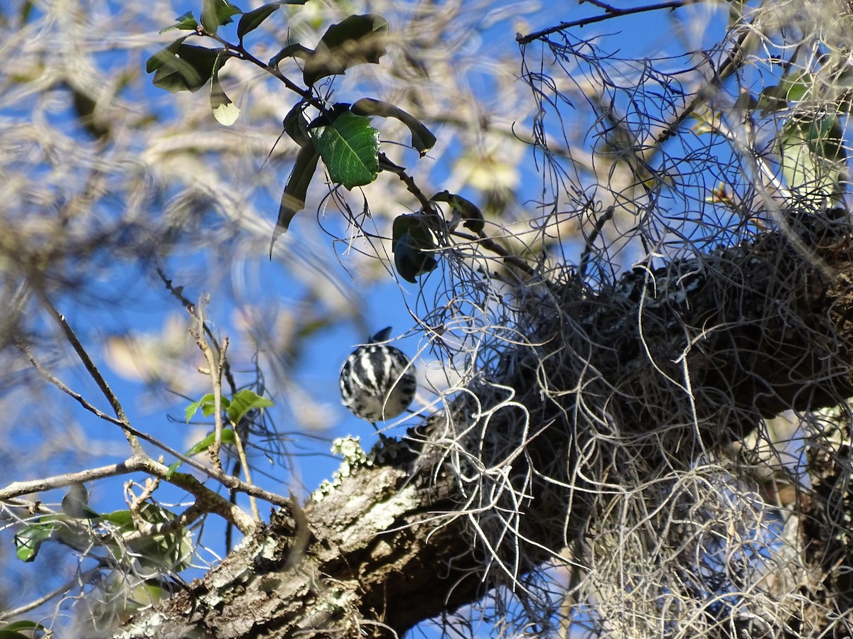 Black-and-white Warbler - ML48829221