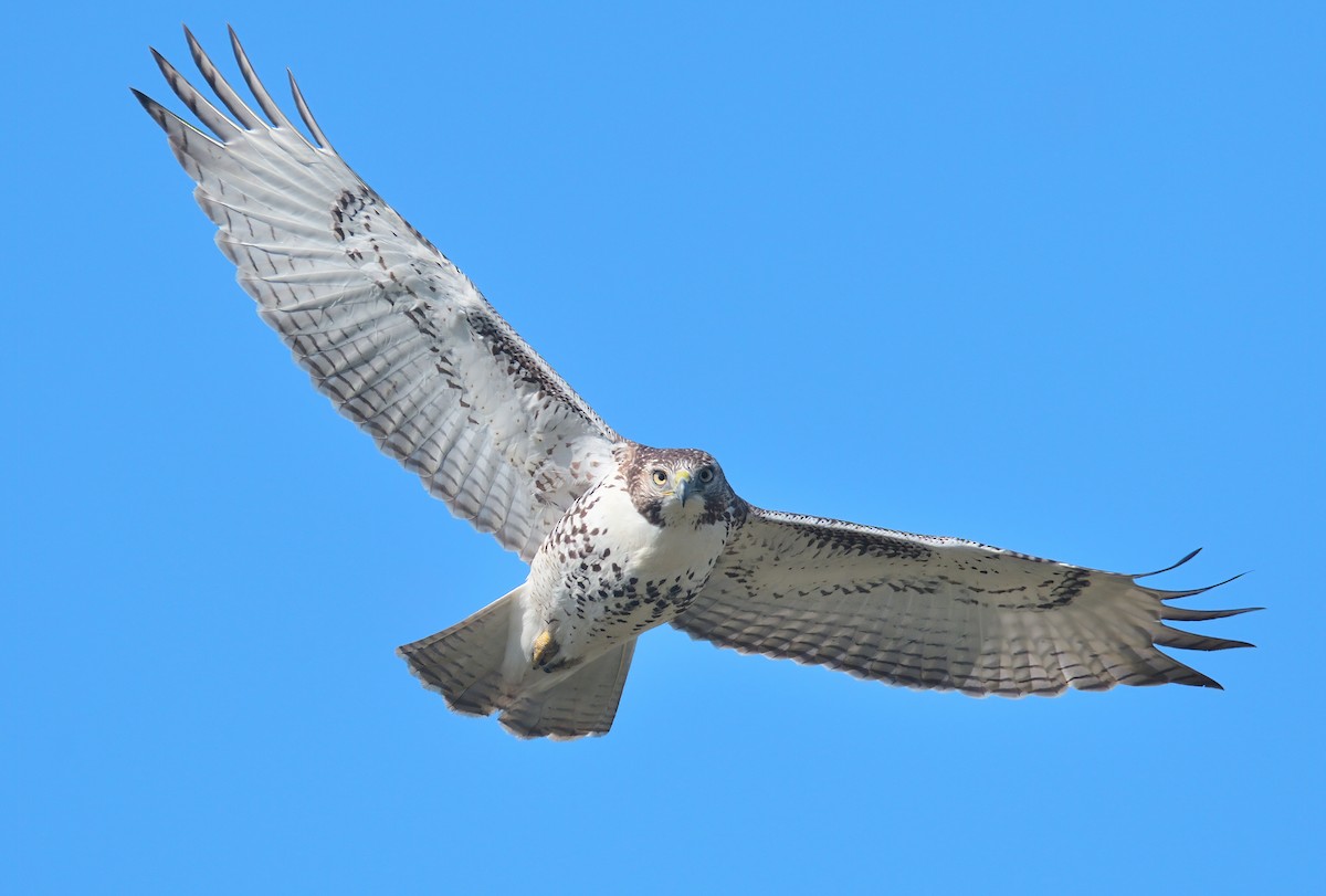 Red-tailed Hawk - ML488292711