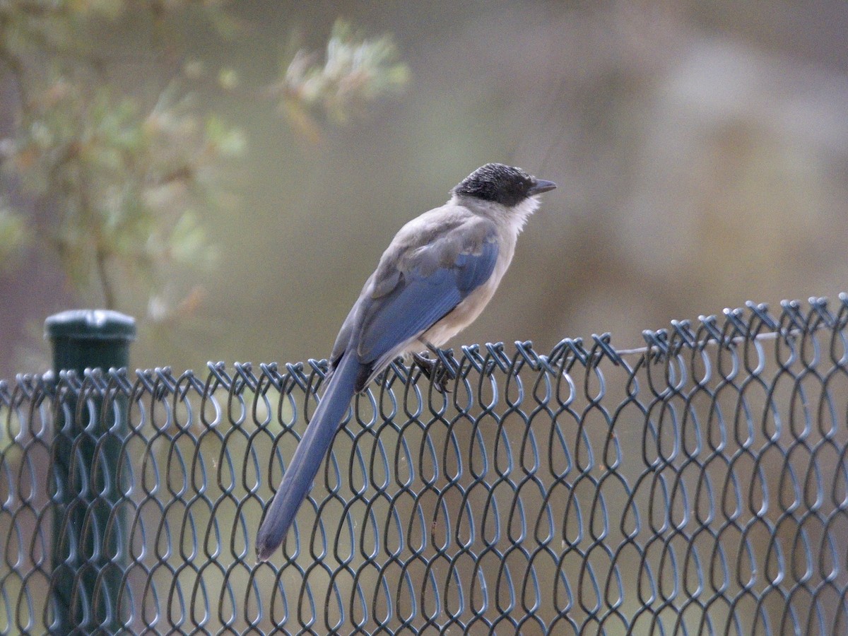 Pie-bleue ibérique - ML488293311