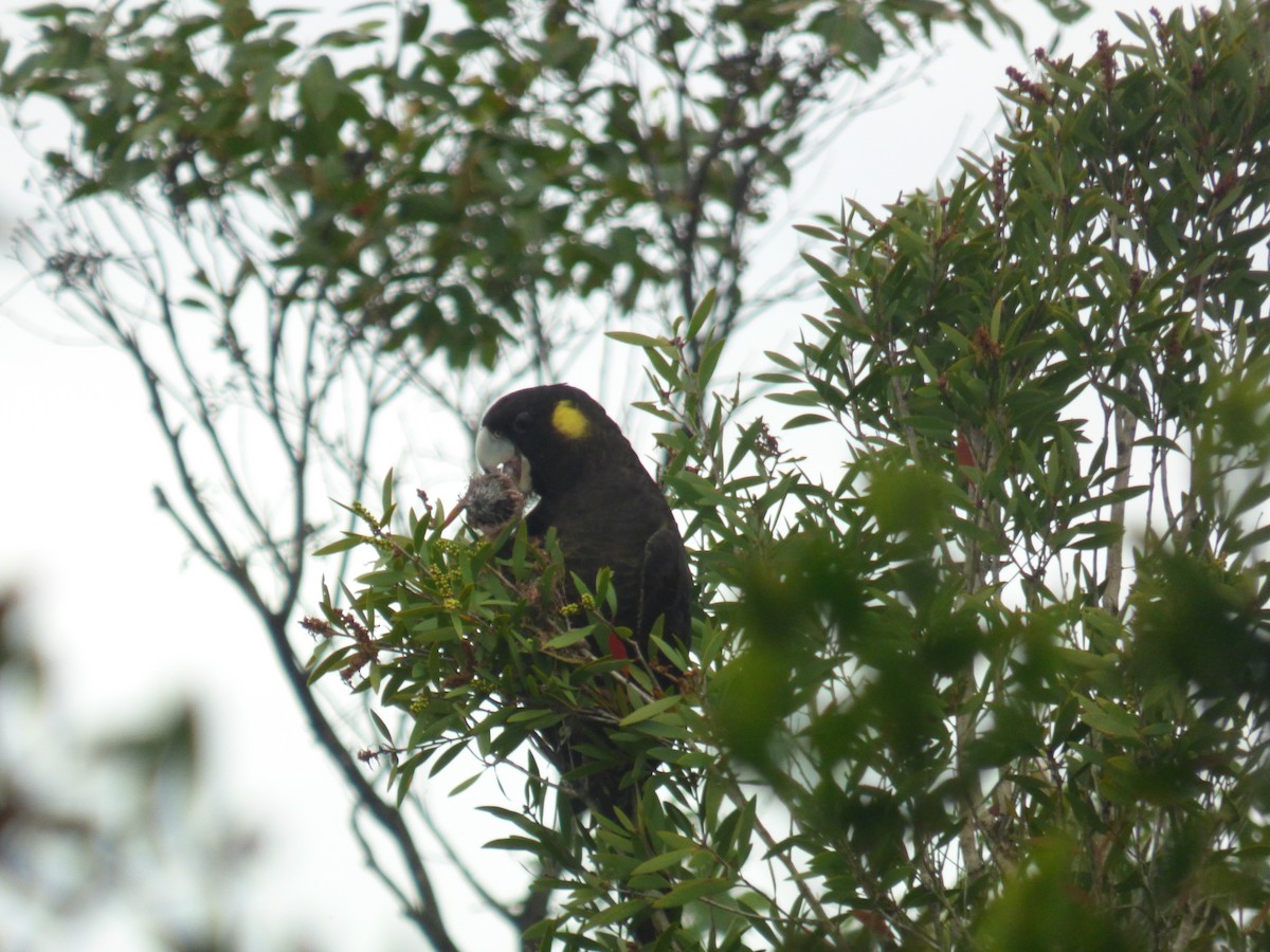 Yellow-tailed Black-Cockatoo - ML488293441