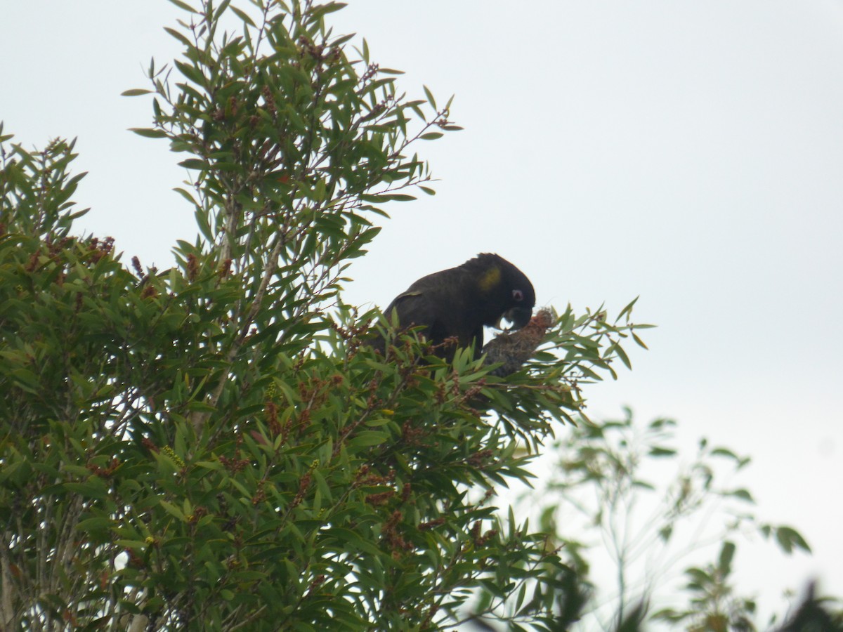 Yellow-tailed Black-Cockatoo - ML488293541