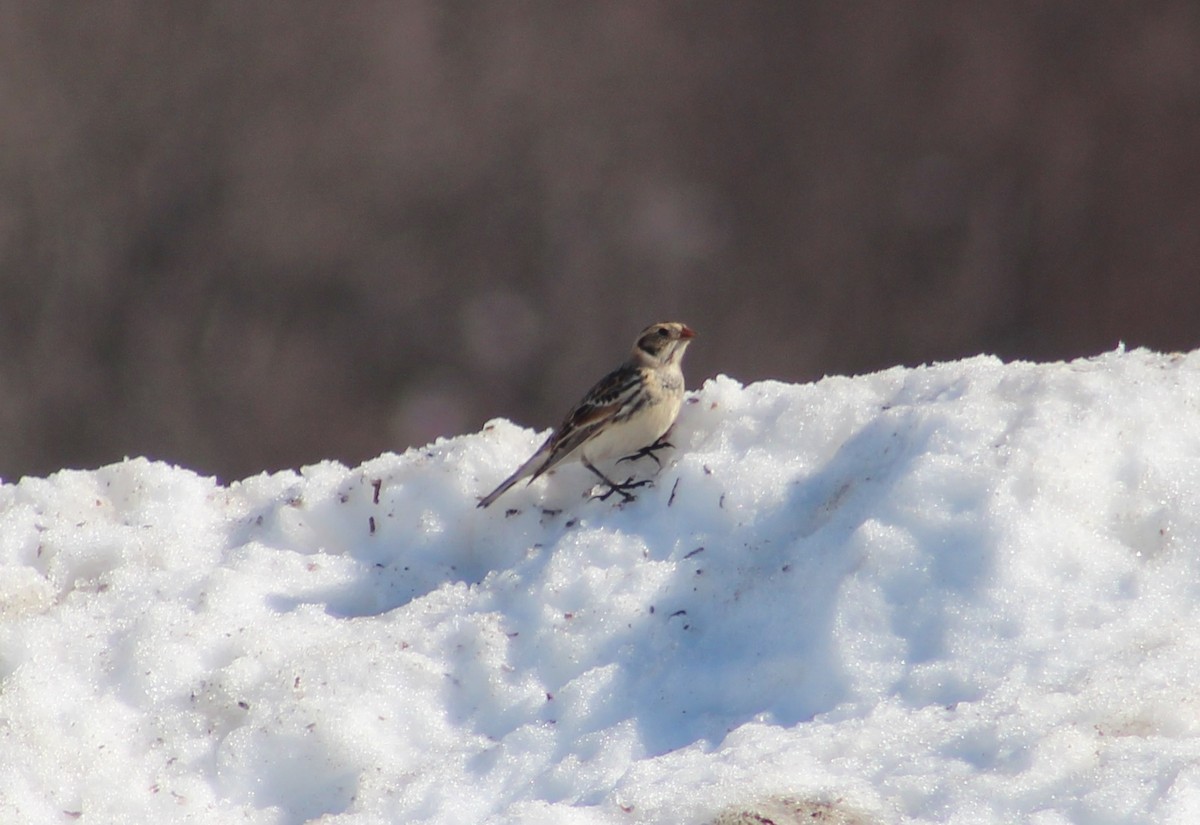 Lapland Longspur - ML48829441