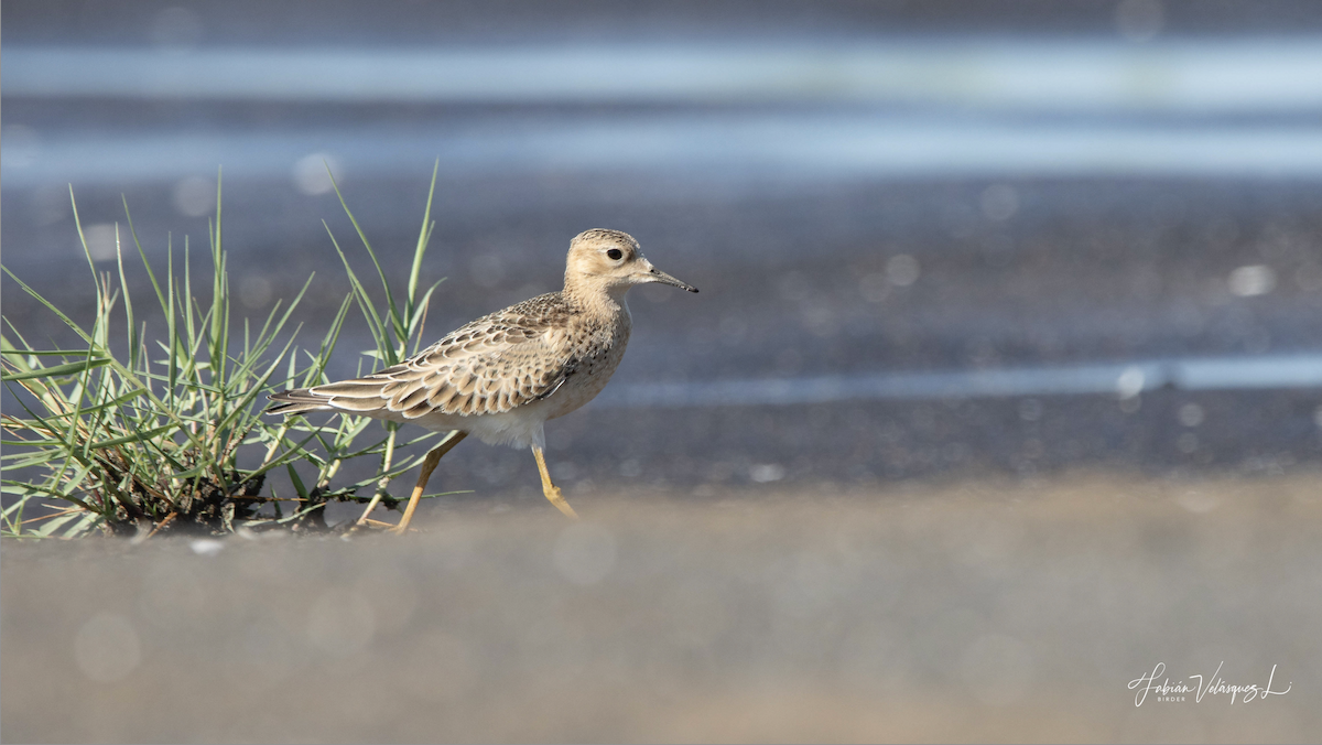 Buff-breasted Sandpiper - ML488294841