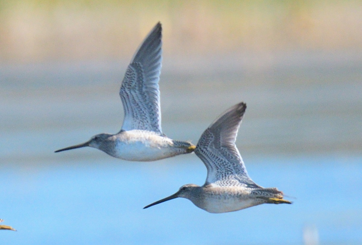 Long-billed Dowitcher - ML488294941