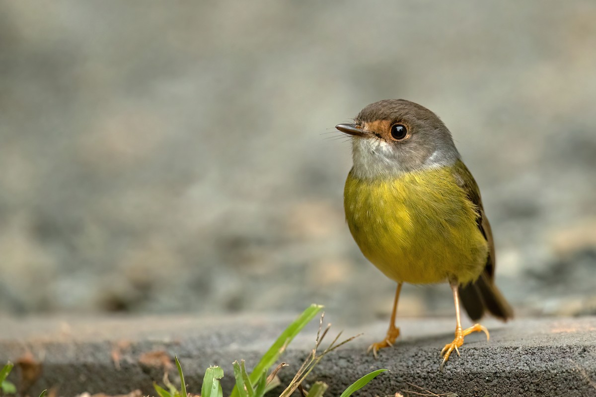 Pale-yellow Robin - ML488295111